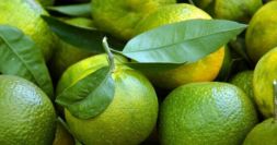 Plot 3: Sweet Orange